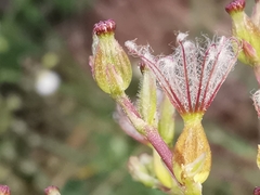 Centranthus angustifolius