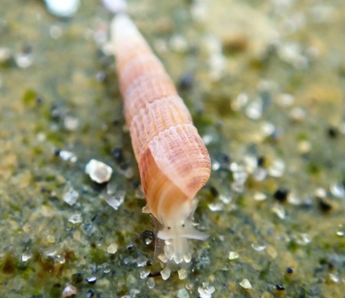 Superfamily Pyramidelloidea · iNaturalist