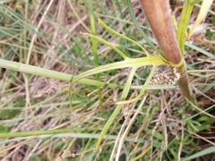 Centranthus angustifolius