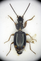 Bembidion biguttatum