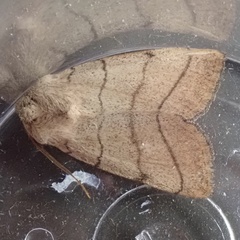 Charanyca trigrammica