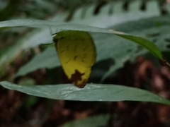 Eurema simulatrix tecmessa