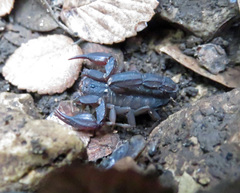 Pseudouroctonus reddelli