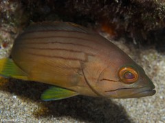 Epinephelus costae