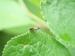 Micropterix aruncella