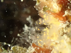 Pycnoclavella aurilucens