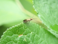 Micropterix aruncella