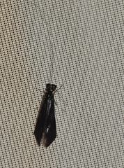 Mystacides azureus