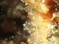 Pycnoclavella aurilucens