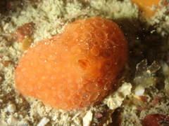 Phorbas fictitius