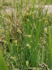 Carex panicea