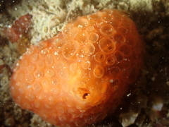 Phorbas fictitius