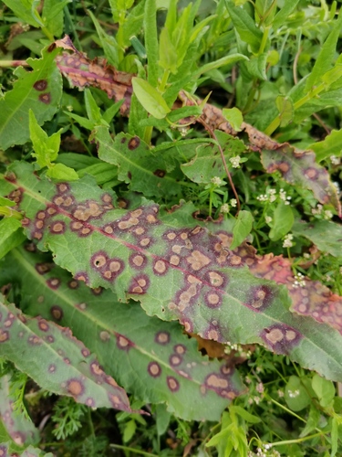 Ramularia rubella