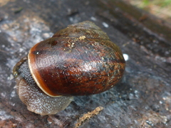 Helminthoglypta nickliniana