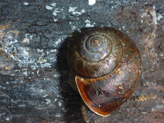 Helminthoglypta nickliniana