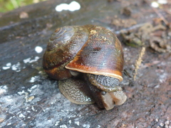 Helminthoglypta nickliniana