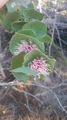 Hakea cucullata