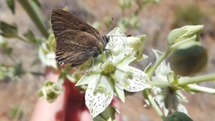 Satyrium auretorum