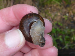 Helminthoglypta nickliniana