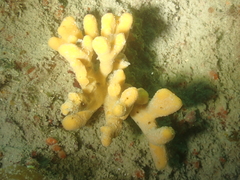Axinella