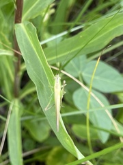 Conocephalus fasciatus
