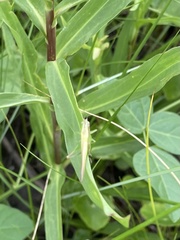 Conocephalus fasciatus