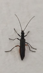 Oedemera annulata