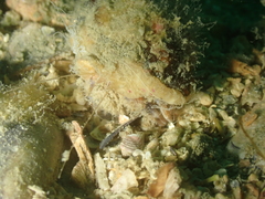 Pagurus prideaux