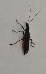 Oedemera annulata