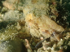 Pagurus prideaux
