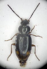 Bembidion biguttatum