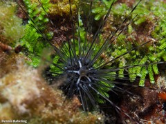 Diadema africanum