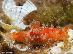 Plocamopherus maderae