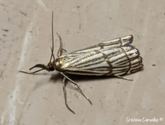 Chrysocrambus dentuellus