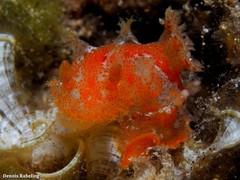 Plocamopherus maderae