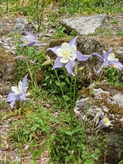 Aquilegia coerulea