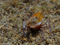 Gnathophyllum elegans