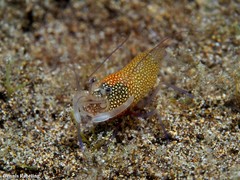 Gnathophyllum elegans