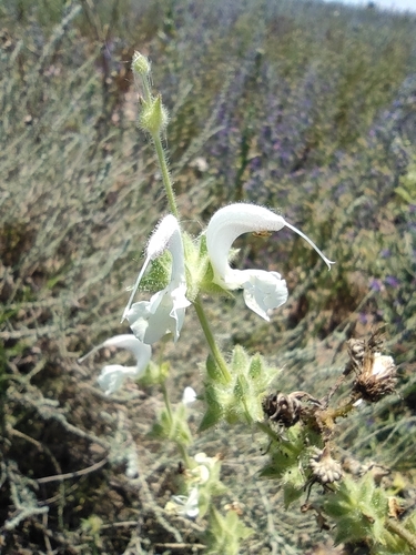 Image of Salvia argentea by (c) Daniel Heras González, some rights reserved (CC BY)