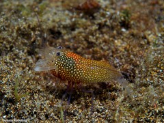 Gnathophyllum elegans