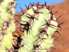 Euphorbia virosa virosa