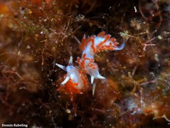 Flabellina dushia