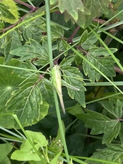 Conocephalus fasciatus