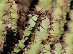 Euphorbia virosa virosa
