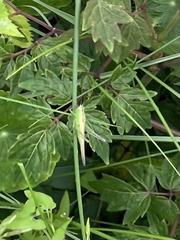 Conocephalus fasciatus