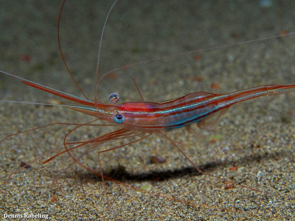 Narwal Shrimp