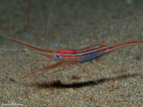 Narwhal Shrimp