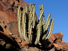 Euphorbia virosa virosa