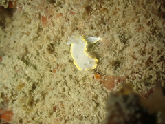 Diaphorodoris alba