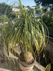 Beaucarnea